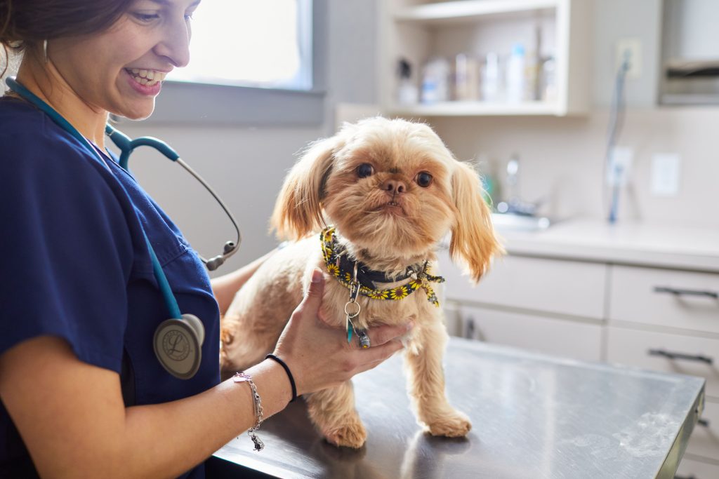 Perfect Pet Practices: Leading Pet Care and Training Trends for Tail-Wagging Successes