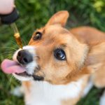 When the Best Time to Give CBD Is Treats to Dogs?