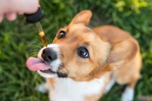 When the Best Time to Give CBD Is Treats to Dogs?