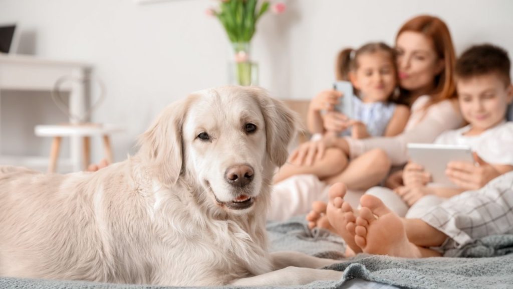 advanced pet care
