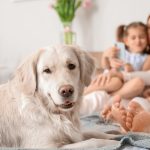 advanced pet care