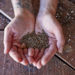 How Cannabis Seeds Can Boost Your Health and Wellness Routine