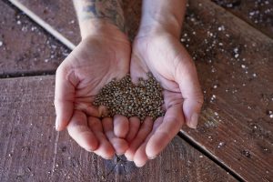 How Cannabis Seeds Can Boost Your Health and Wellness Routine